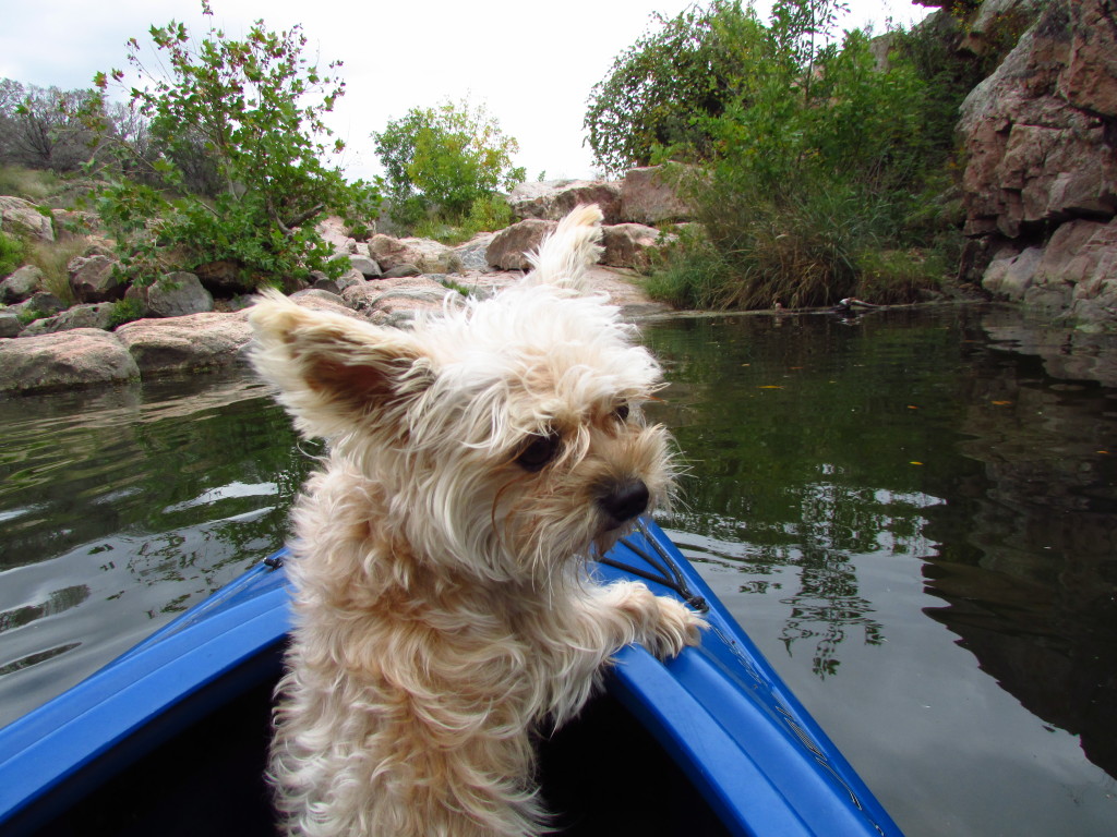 My secondary companion